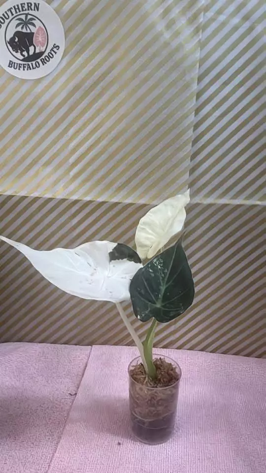 plant/Regal sheilds Albo -0