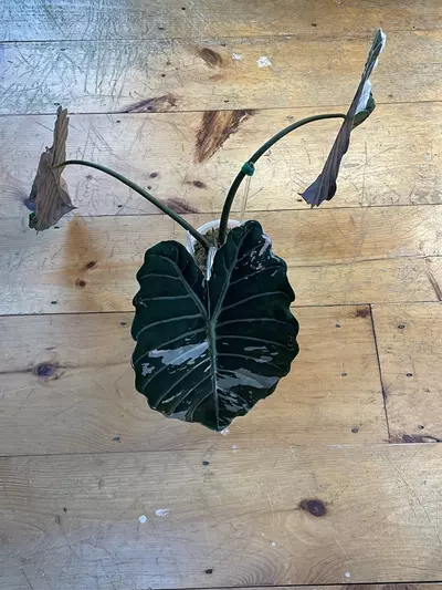 plant/Alocasia Pink Chantrieri - Retired Mother-4-thumbnail