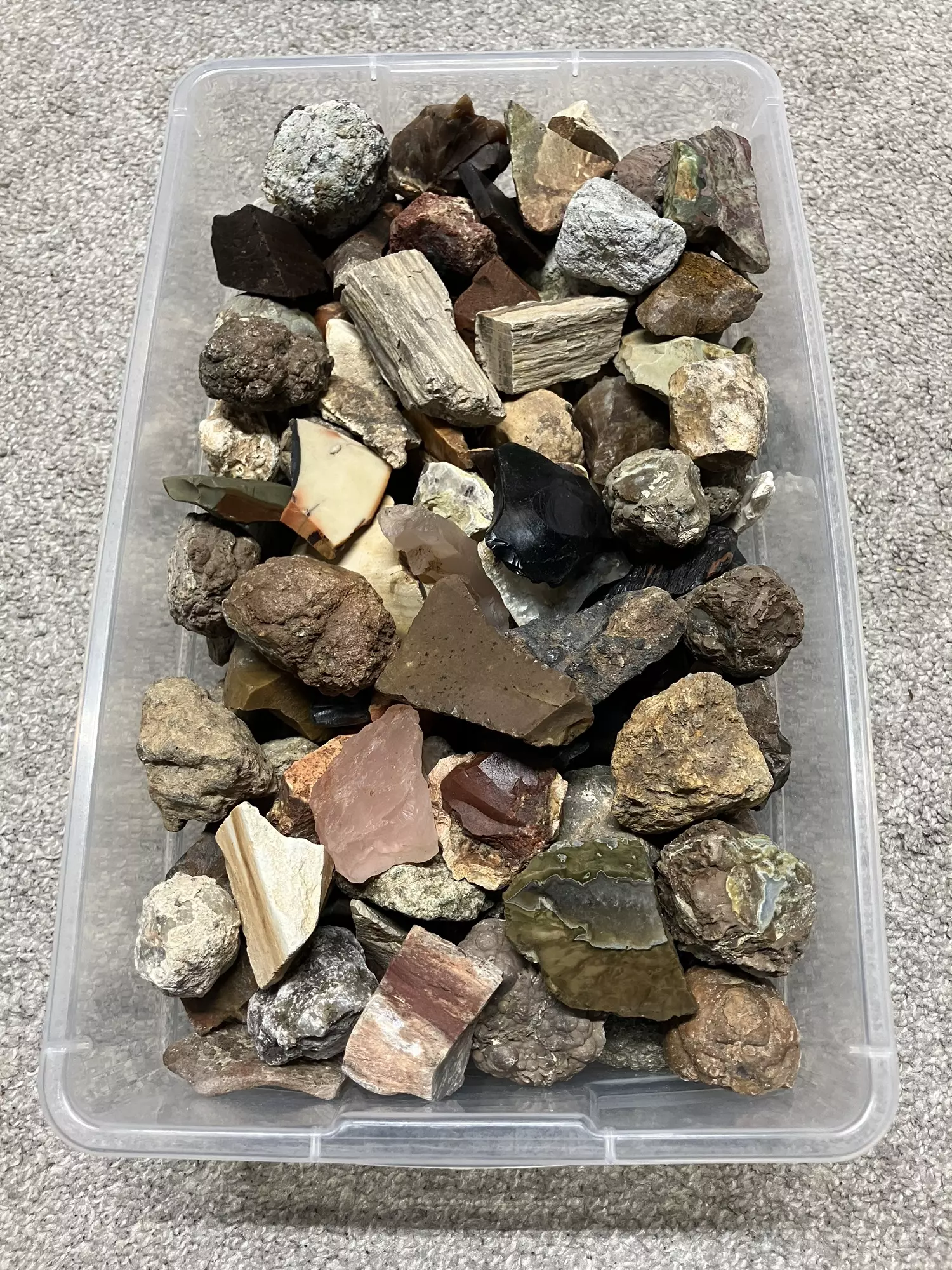 plant/Mixed Assortment of Thundereggs, Geodes, Jaspers, Petrified Wood - 15.2lb-0