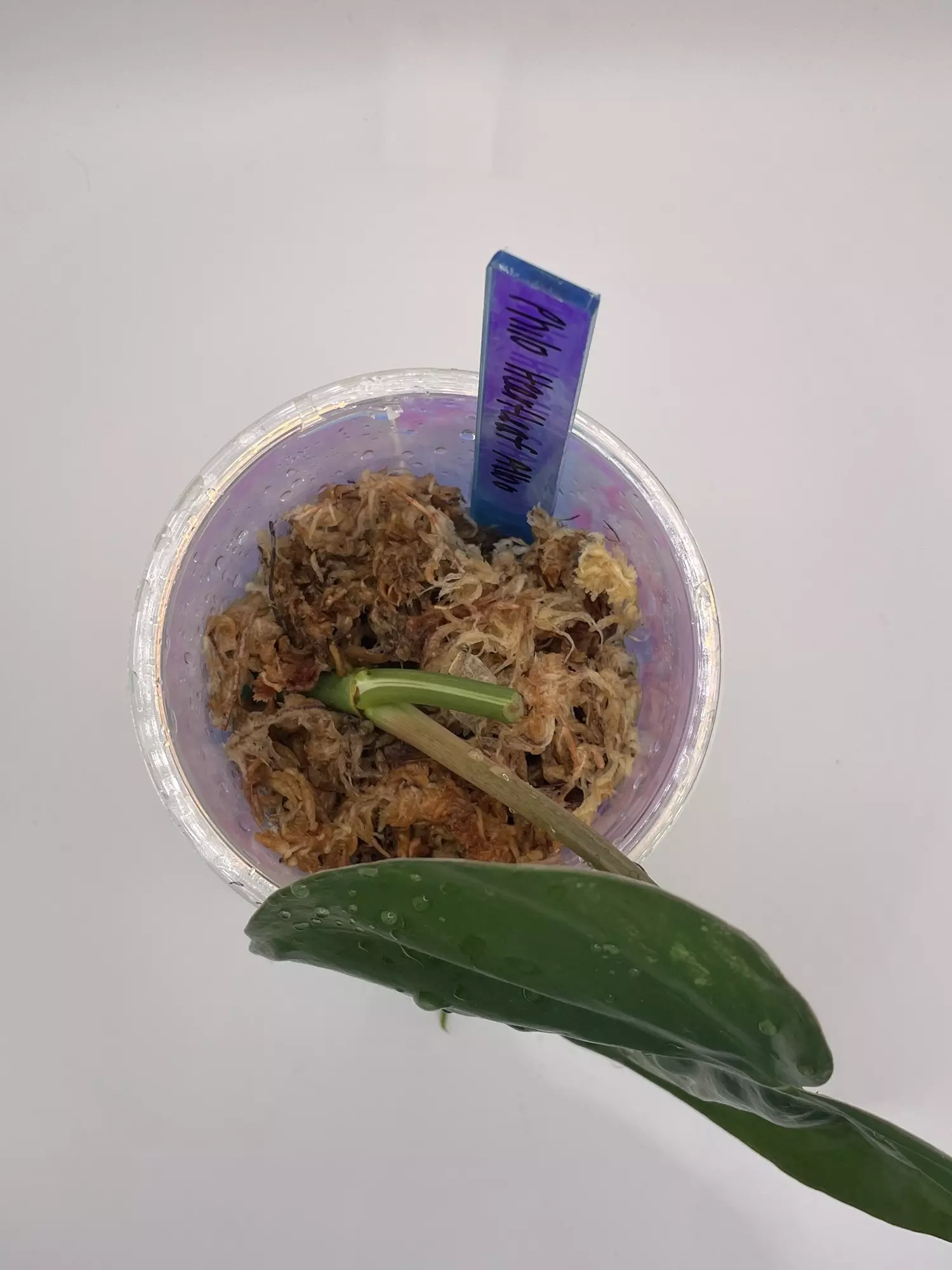 plant/Philodendron Heartleaf Albo Cutting-1