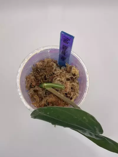 plant/Philodendron Heartleaf Albo Cutting-1-thumbnail