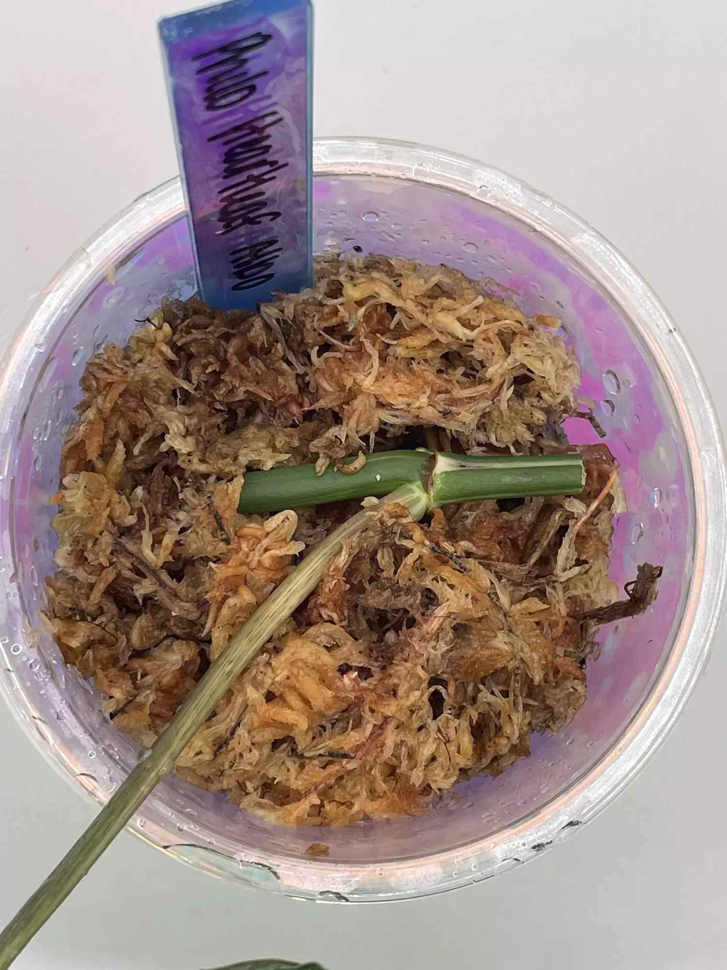 plant/Philodendron Heartleaf Albo Cutting-1