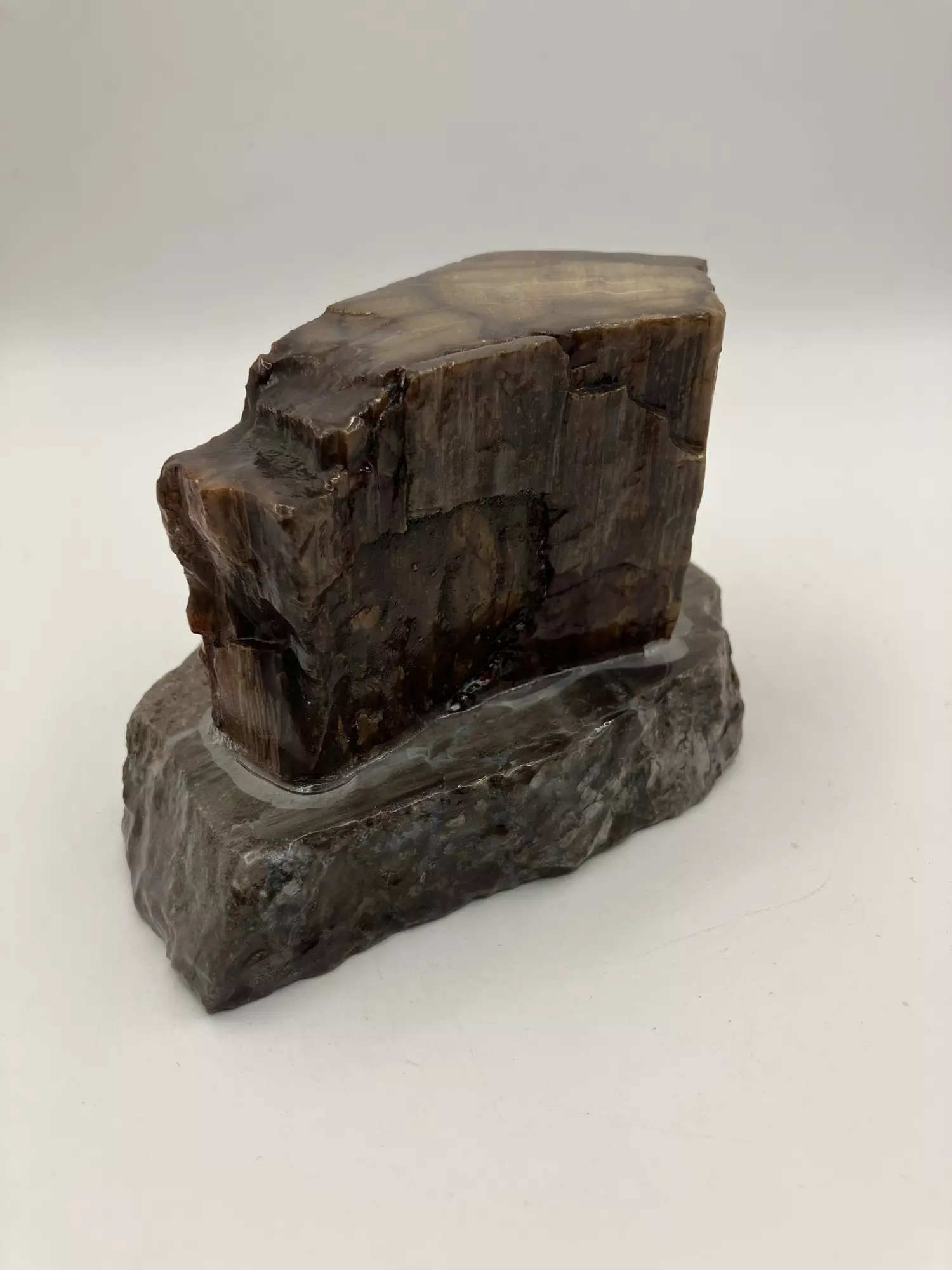 plant/Mcdermitt Petrified Wood with Black Dendritic Moss on Mcdermitt P.T - Polished - 15.25oz-1