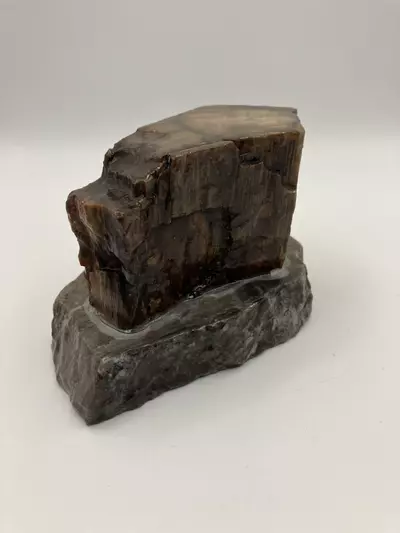 plant/Mcdermitt Petrified Wood with Black Dendritic Moss on Mcdermitt P.T - Polished - 15.25oz-1-thumbnail