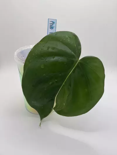 plant/Philodendron Heartleaf Albo Cutting-0-thumbnail