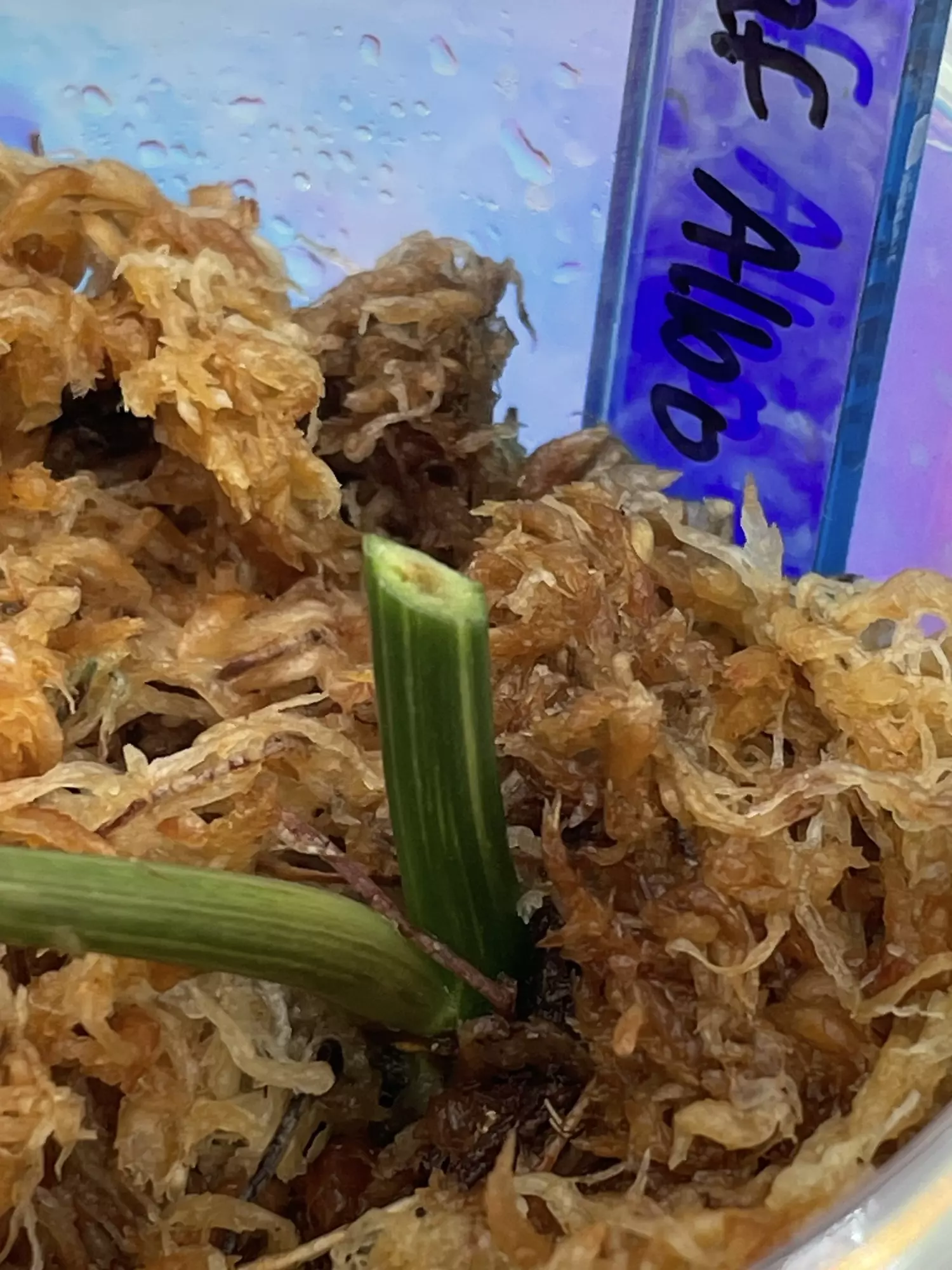 plant/Philodendron Heartleaf Albo Cutting-1