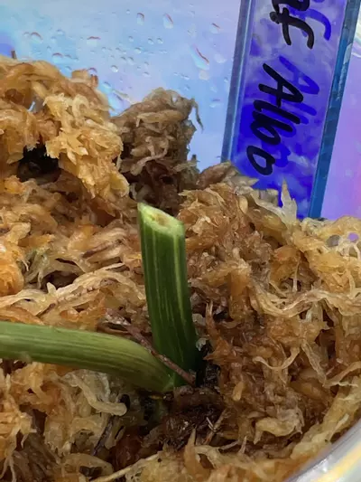 plant/Philodendron Heartleaf Albo Cutting-1-thumbnail