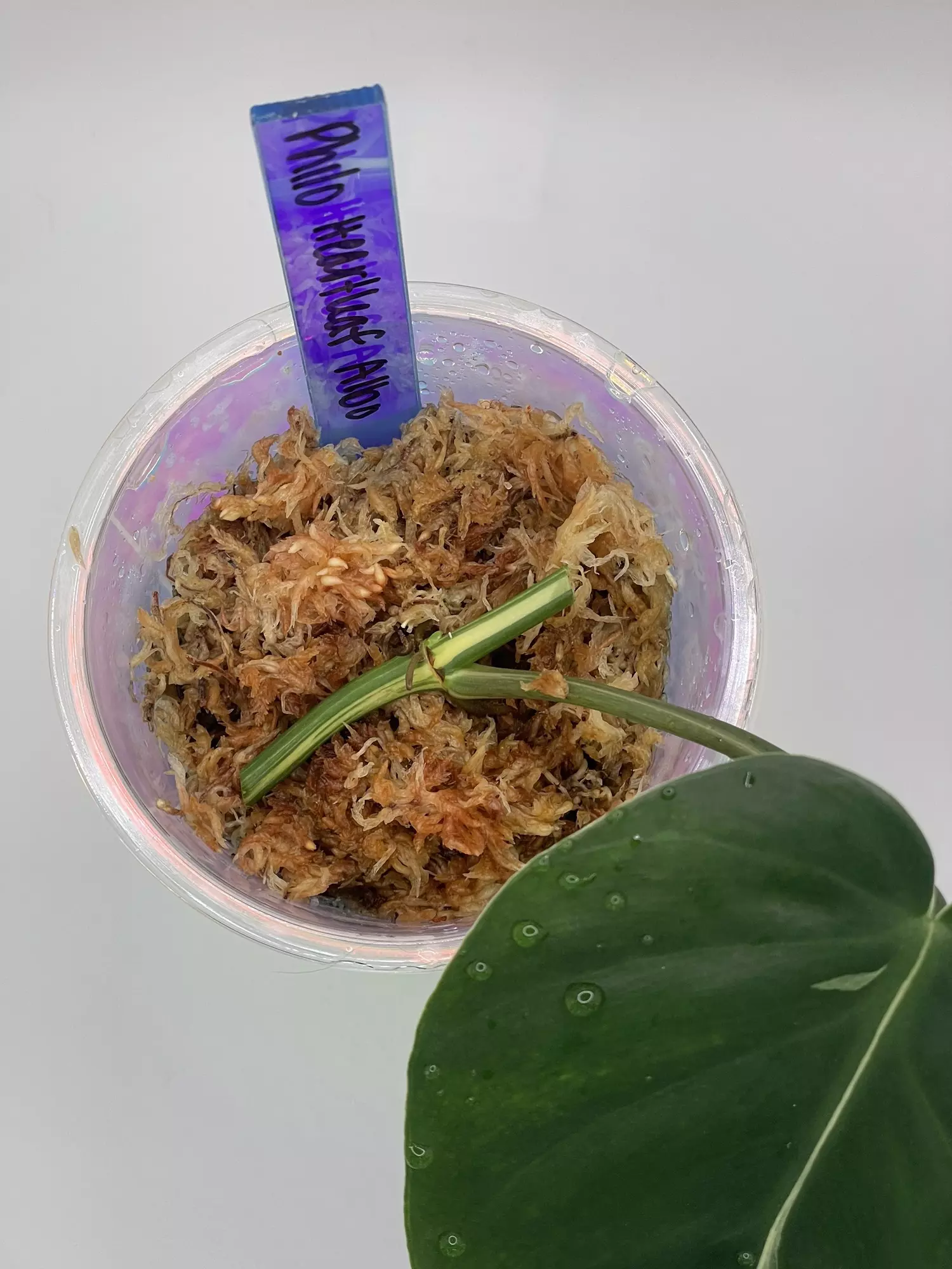 plant/Philodendron Heartleaf Albo Cutting-1