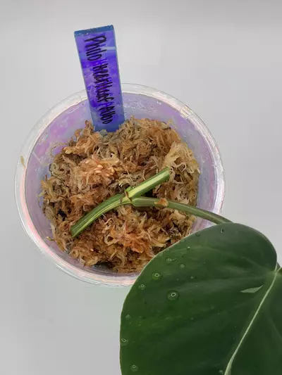 plant/Philodendron Heartleaf Albo Cutting-1-thumbnail