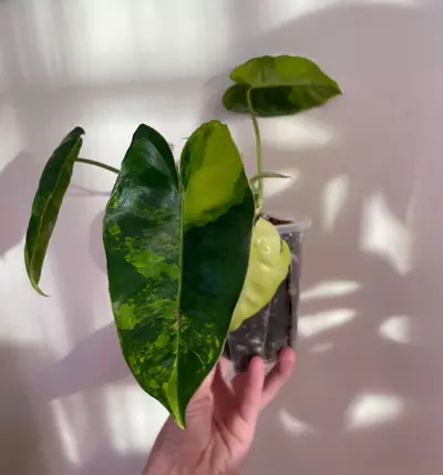 plant/Philodendron Burle Marx ‘Tiger Stripe’-2-thumbnail