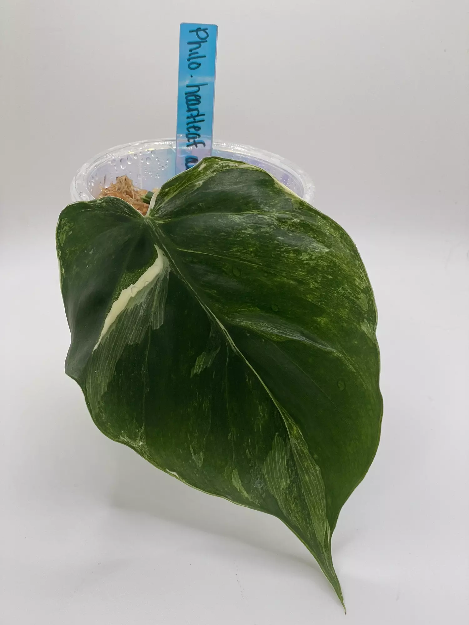 plant/Philodendron Heartleaf Albo Cutting-0