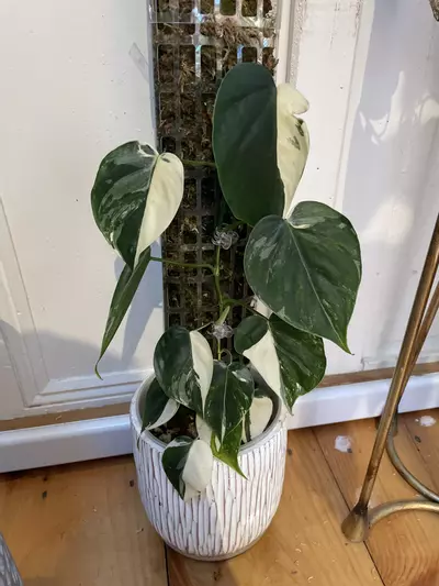 plant/Philodendron Heartleaf Albo Cutting-2-thumbnail