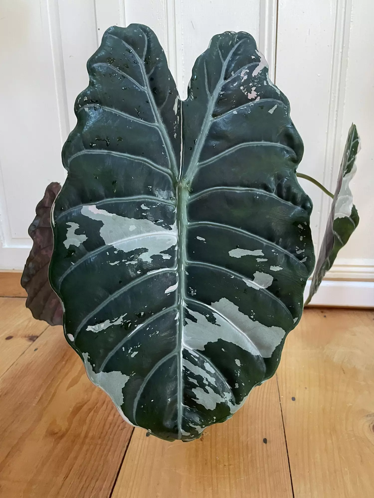 plant/Alocasia Pink Chantrieri - Retired Mother-0