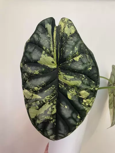 plant/Alocasia Dragon Scale Albo-2-thumbnail