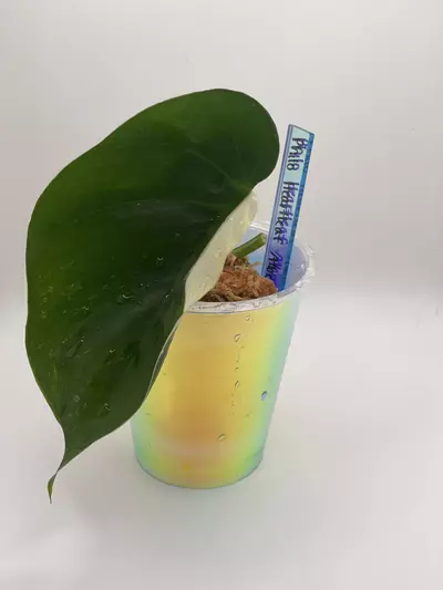 plant/Philodendron Heartleaf Albo Cutting-0-thumbnail