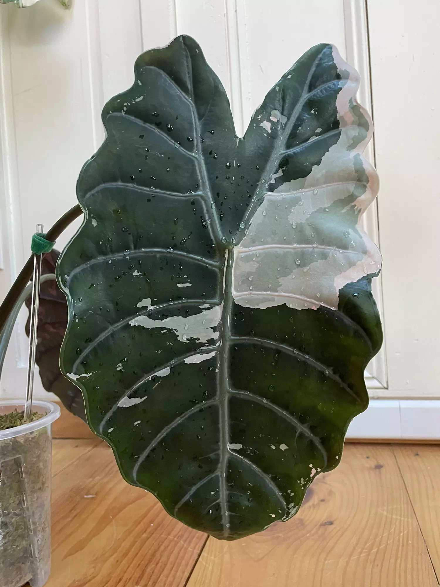 plant/Alocasia Pink Chantrieri - Retired Mother-1