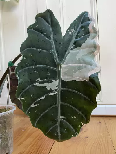 plant/Alocasia Pink Chantrieri - Retired Mother-1-thumbnail
