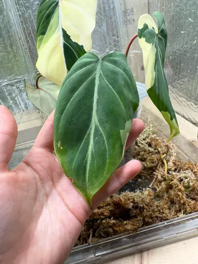 plant/Abused type 1 low var Gloriosum-2-thumbnail