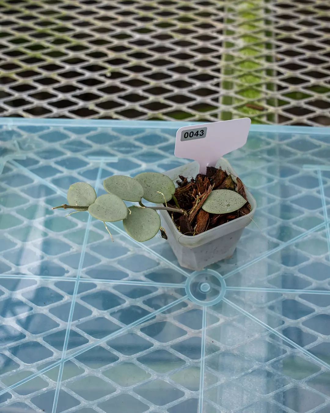 plant/#43 Hoya Grey Fairy-0