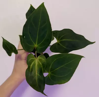 plant/Mikey boy x pap rlfs-1-thumbnail