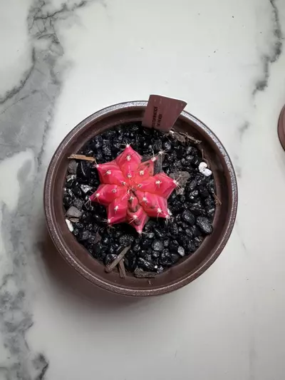 plant/Gymno x Pink Nova hybrid-0-thumbnail