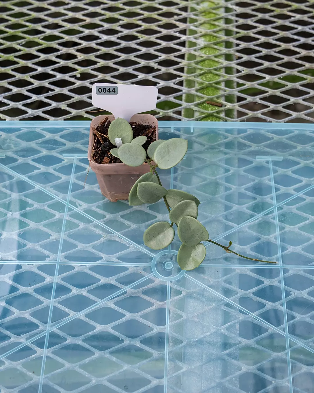 plant/#44 Hoya Grey Fairy-0