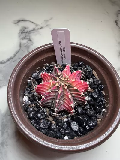 plant/Gymno x LB 2178 seed grown hybrid-1-thumbnail