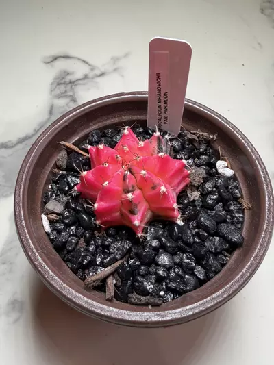 plant/Gymno x Pink Nova hybrid-1-thumbnail