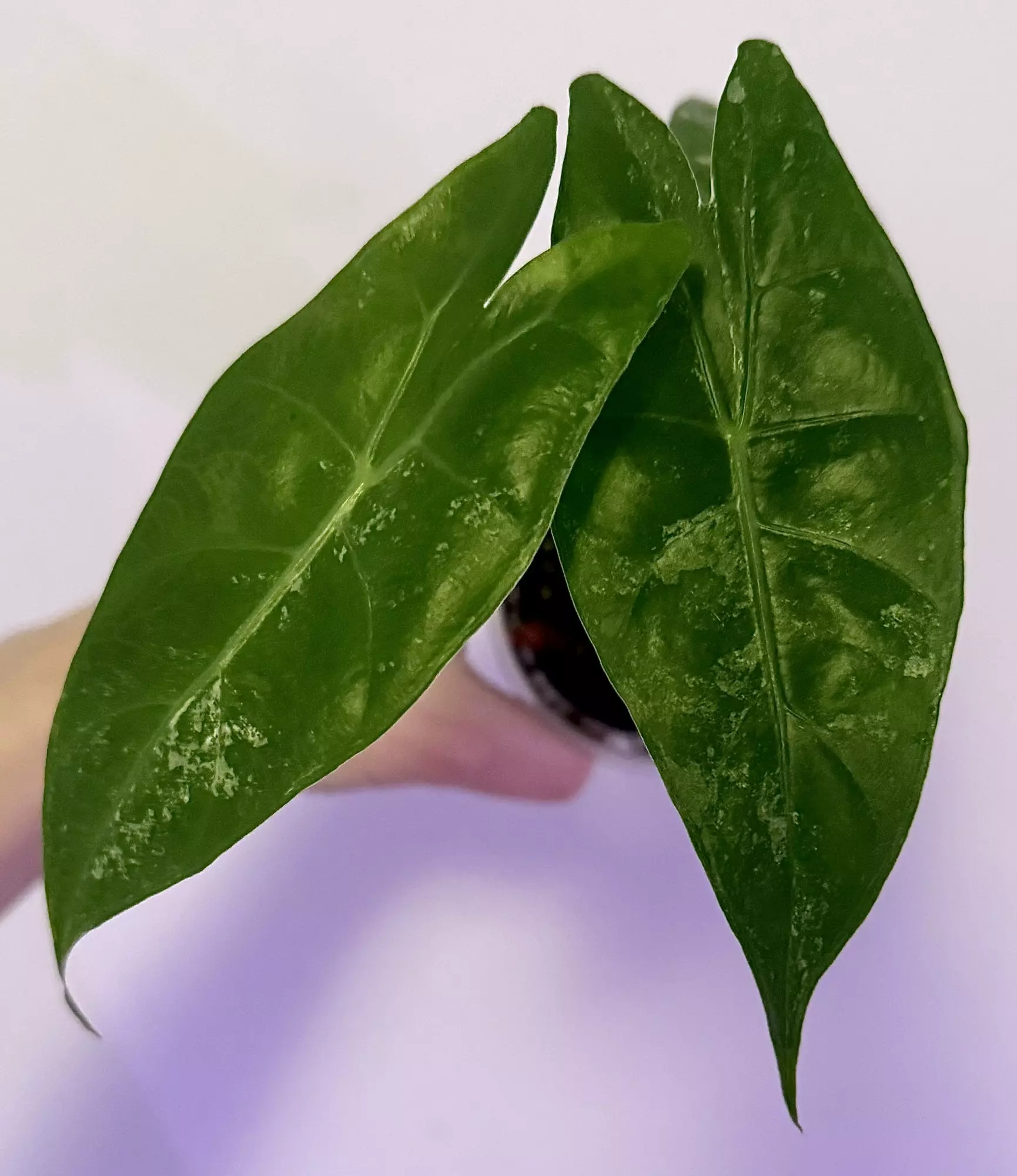 plant/Albo Pink Dragon Mama plant-1