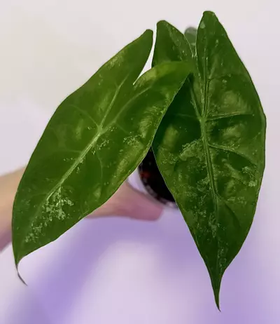 plant/Albo Pink Dragon Mama plant-1-thumbnail