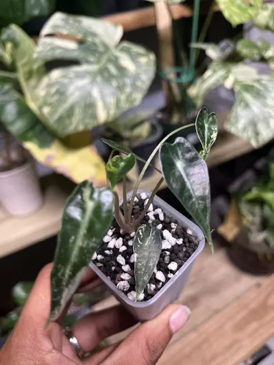 plant/Alocasia pink bambino variegated pup-0-thumbnail