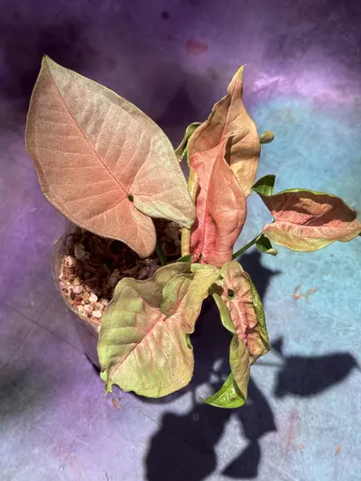 plant/Syngonium pink cloud-0-thumbnail