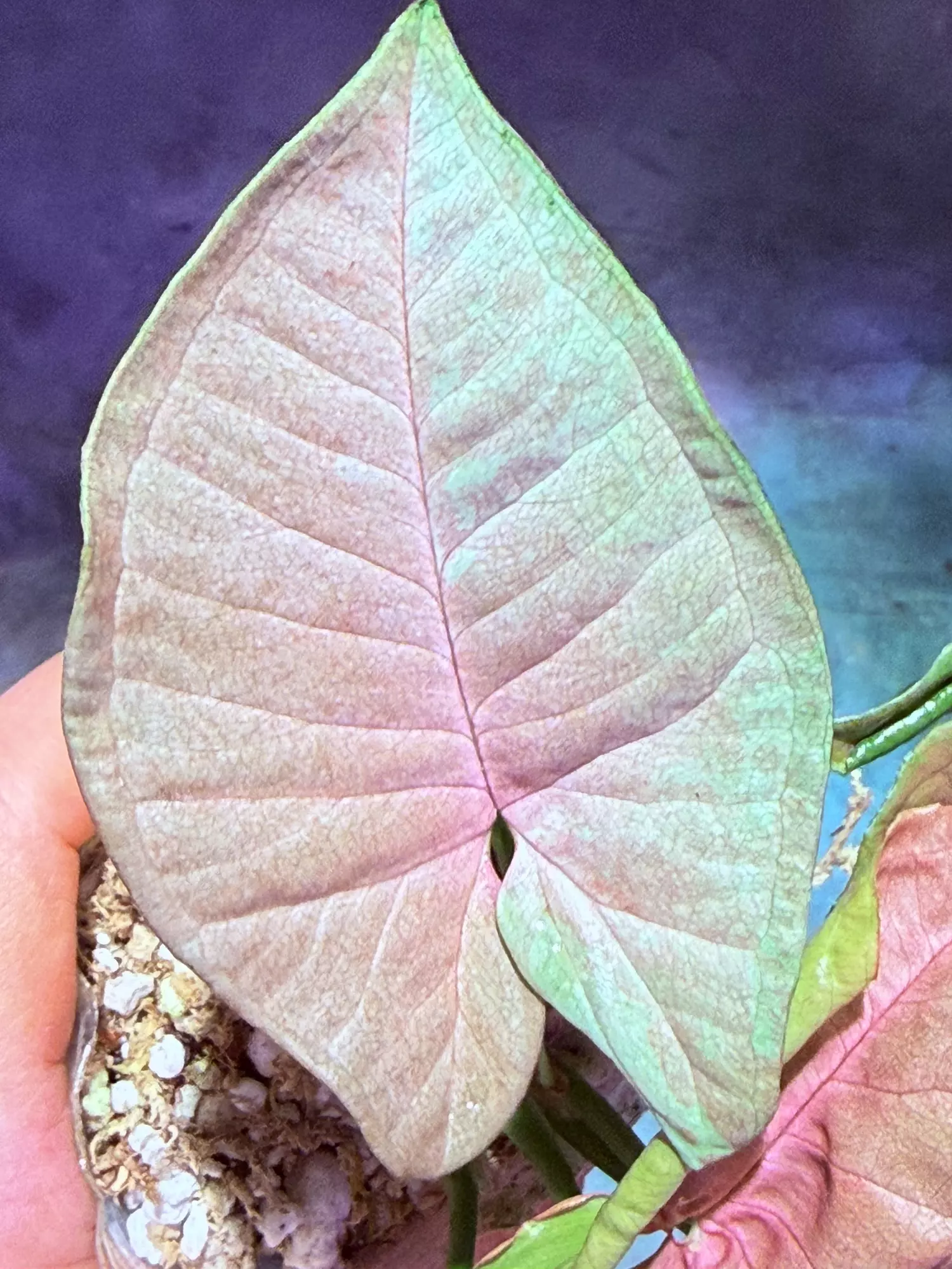 plant/Syngonium pink cloud-1