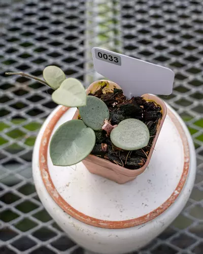 plant/#33 Hoya Grey Fairy-1-thumbnail