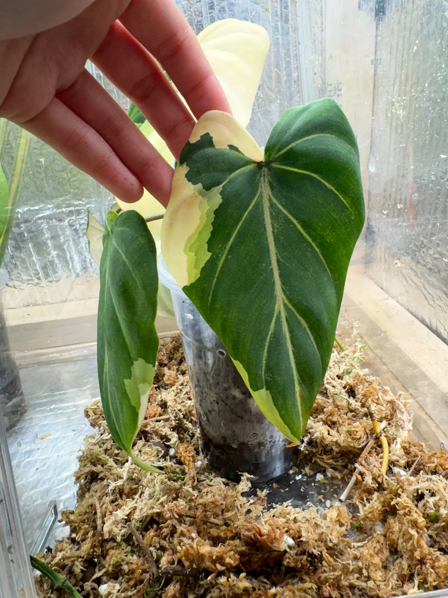 plant/Abused type 1 low var Gloriosum-1