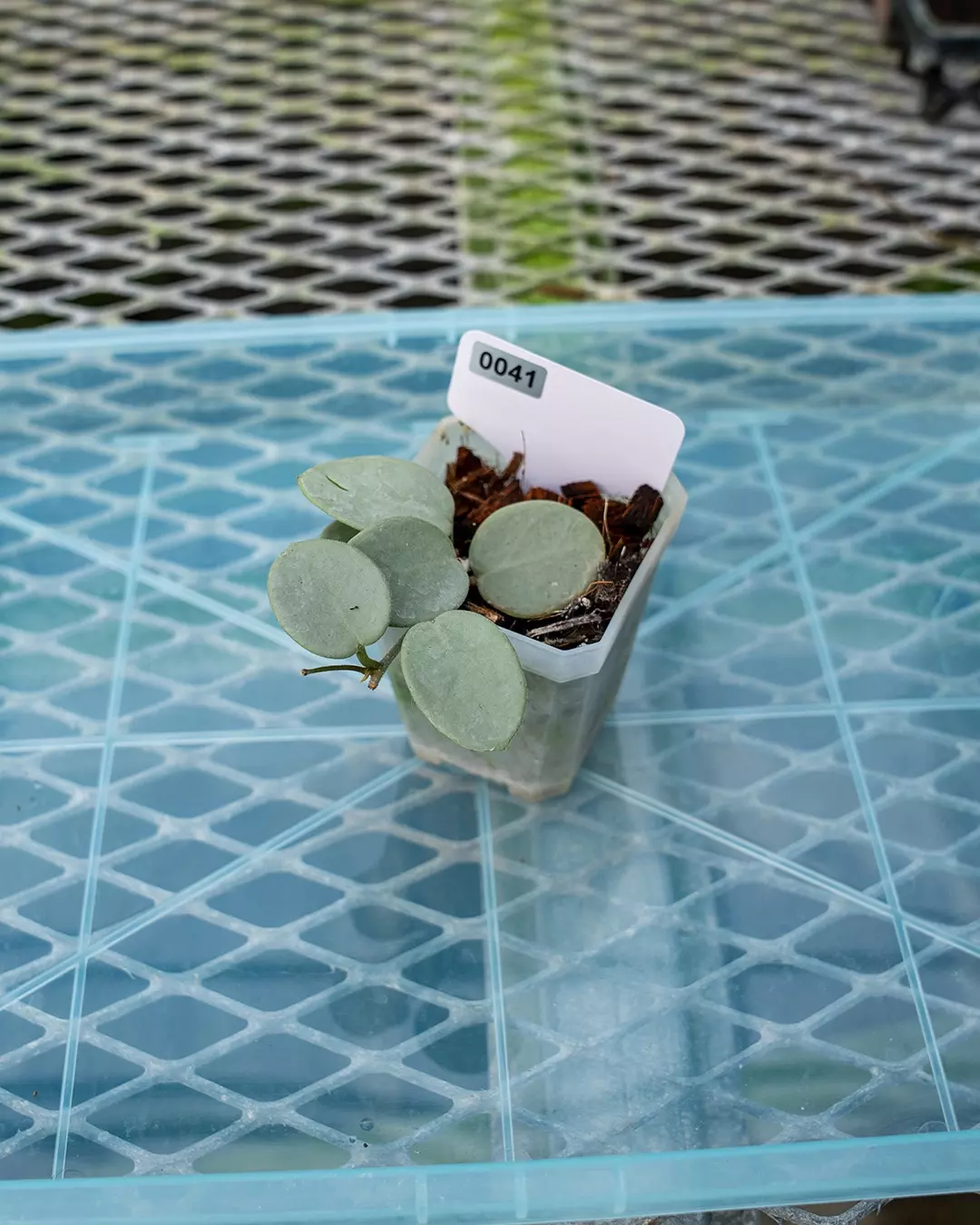 plant/#41 Hoya Grey Fairy-0