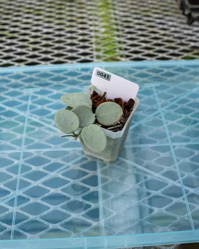 plant/#41 Hoya Grey Fairy-0-thumbnail