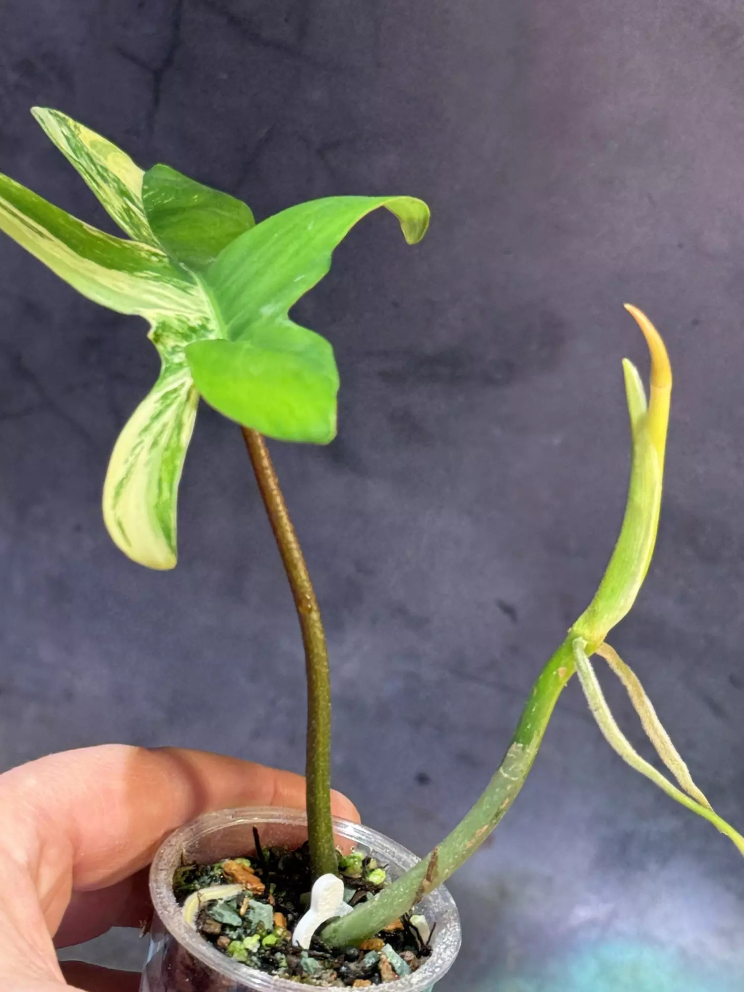 plant/Florida beauty philo-1