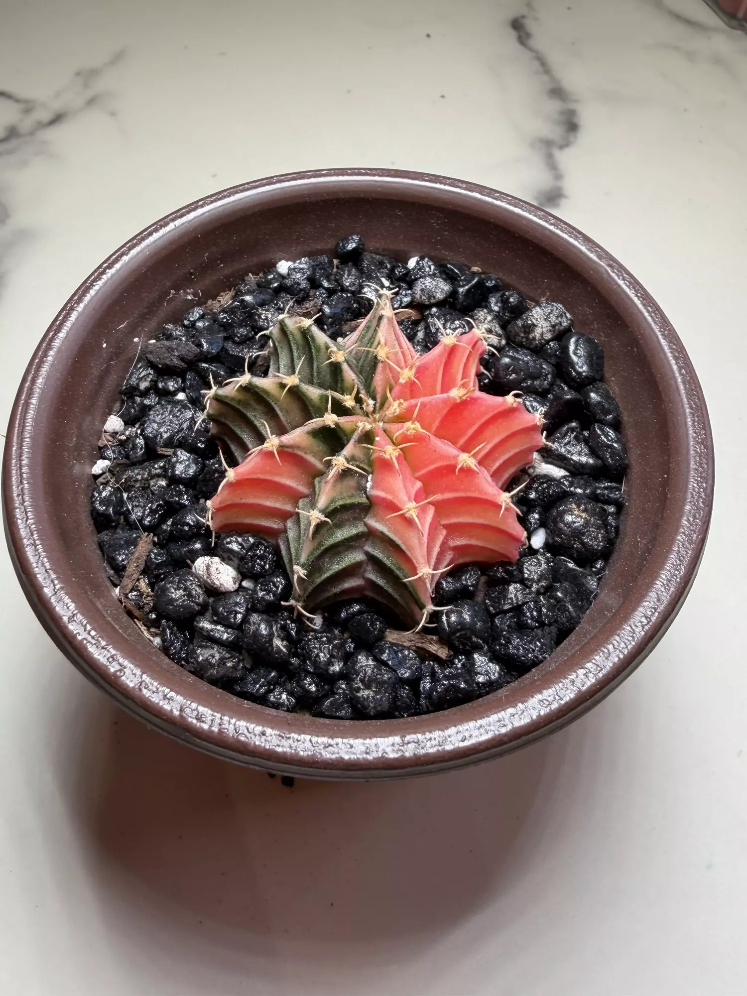 plant/Gymno x Pink dimond hybrid-1