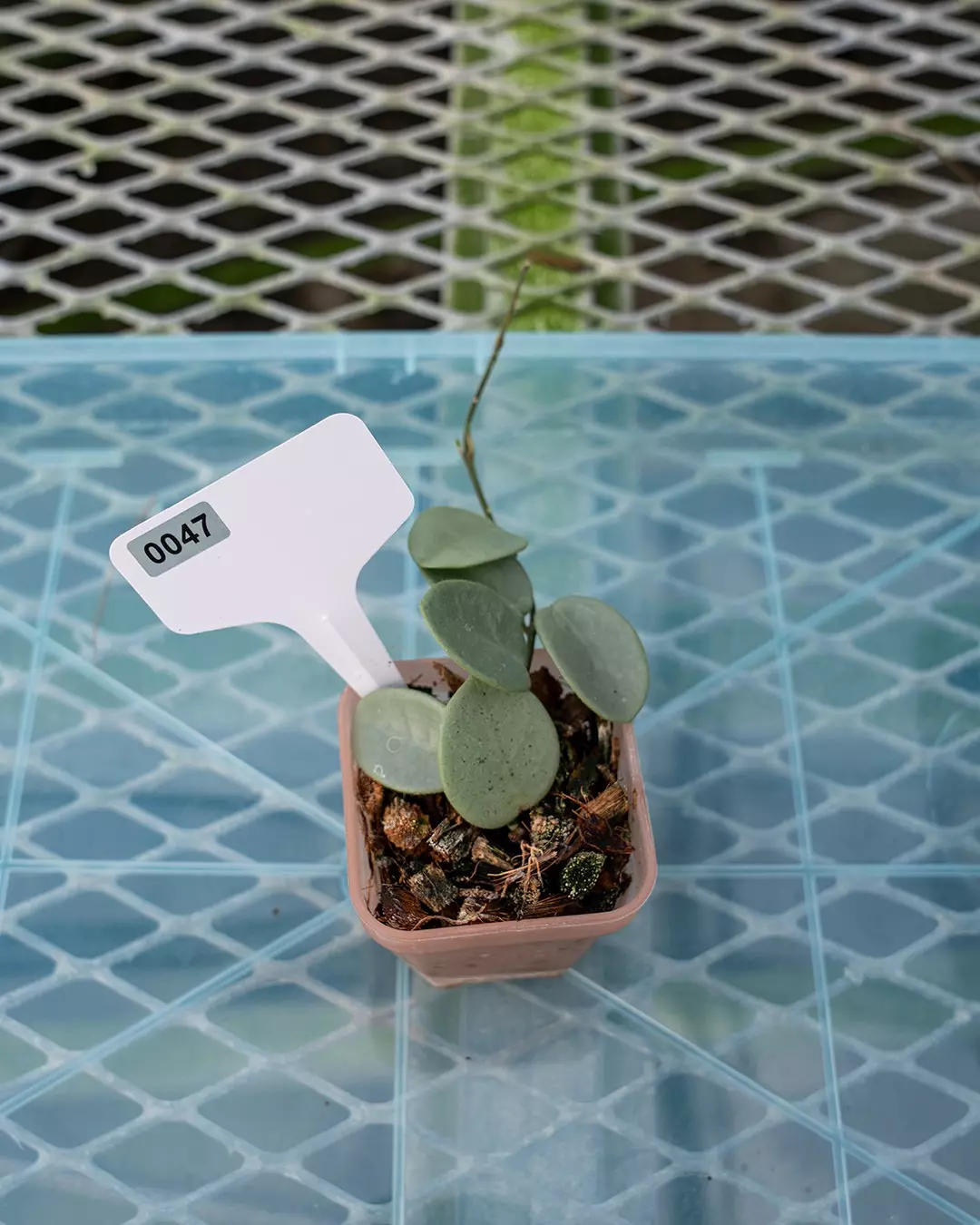 plant/#47 Hoya Grey Fairy-1