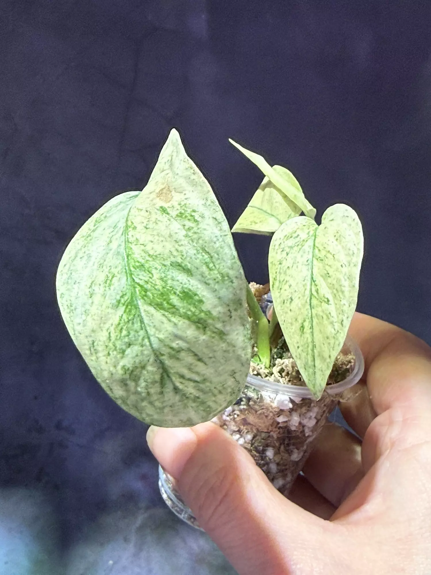 plant/Monstera variegated laniata lightly rooted-2