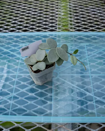 plant/#42 Hoya Grey Fairy-0-thumbnail