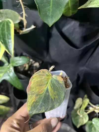 plant/Variagated Micans cutting-0-thumbnail