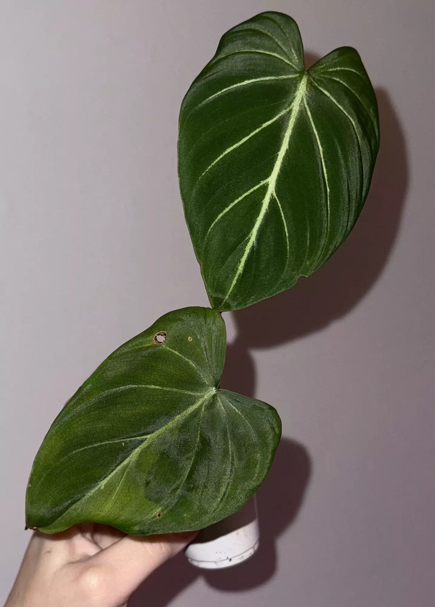 plant/Abused type 1 low var Gloriosum-0