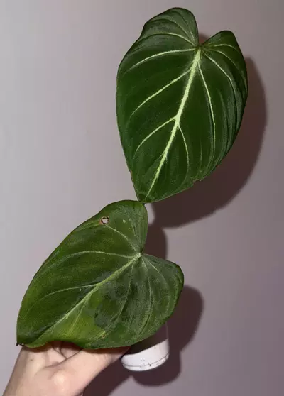 plant/Abused type 1 low var Gloriosum-0-thumbnail