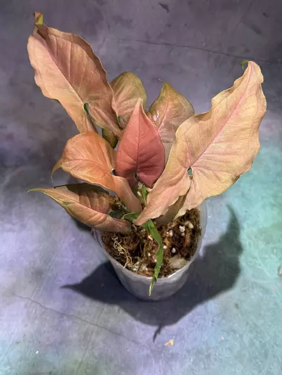 plant/Rare syngonium pink slender-0-thumbnail
