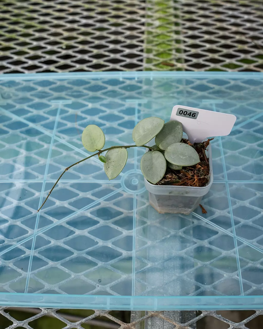 plant/#46 Hoya Grey Fairy-0