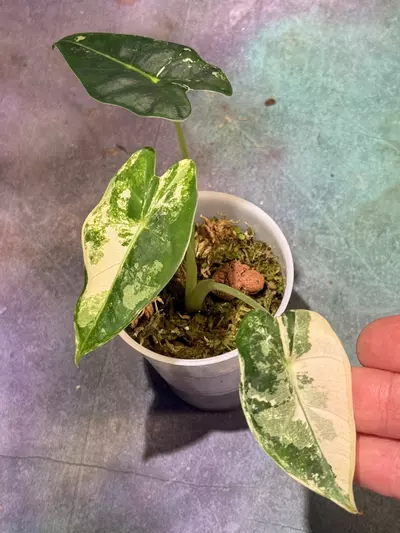 plant/Alocasia frydek corm grown-0-thumbnail