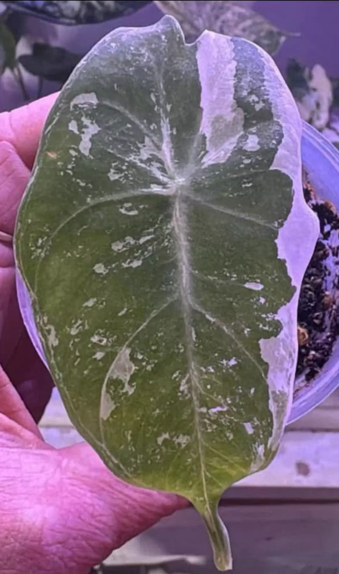 plant/Albo Pink Dragon Mama plant-2