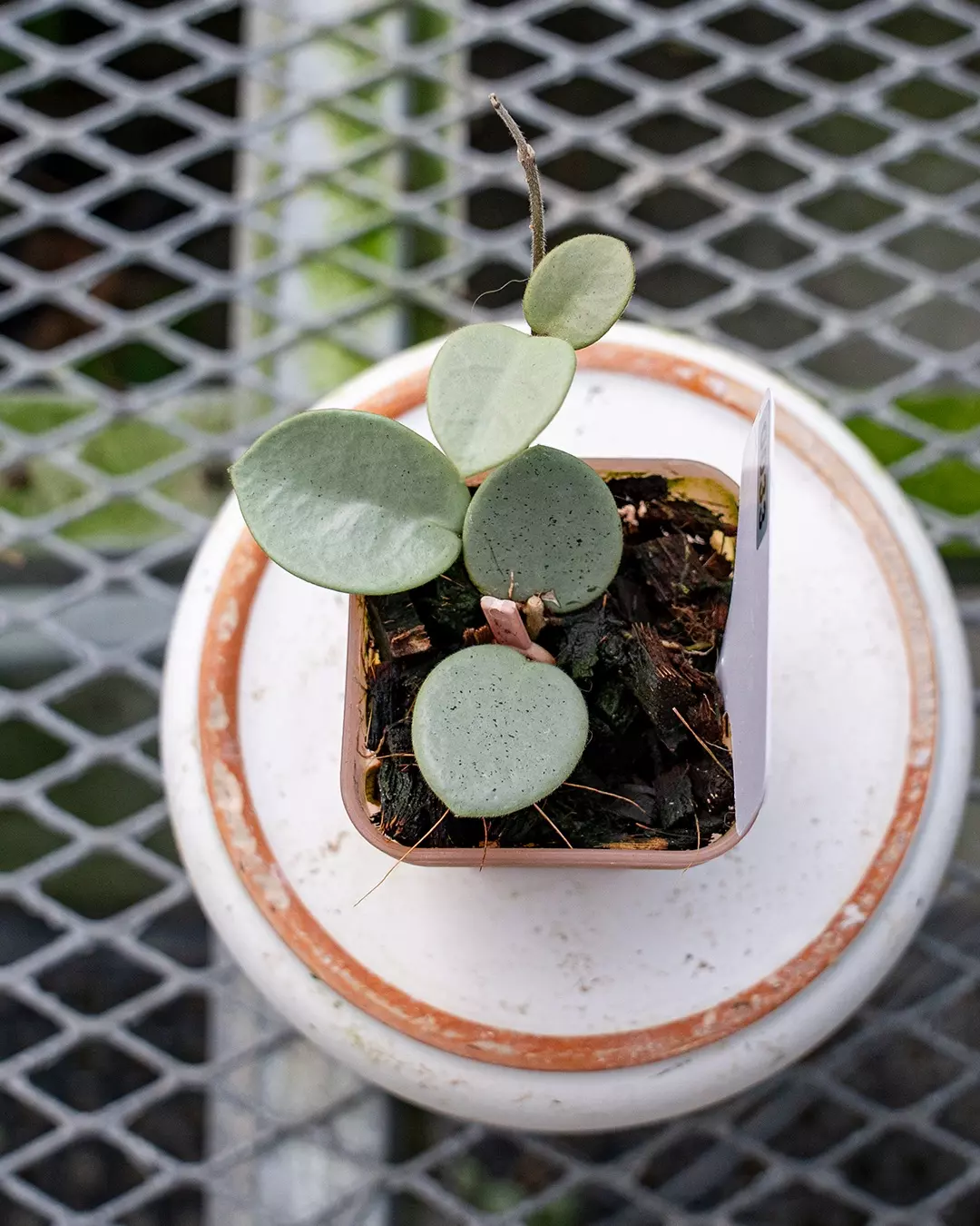 plant/#33 Hoya Grey Fairy-0